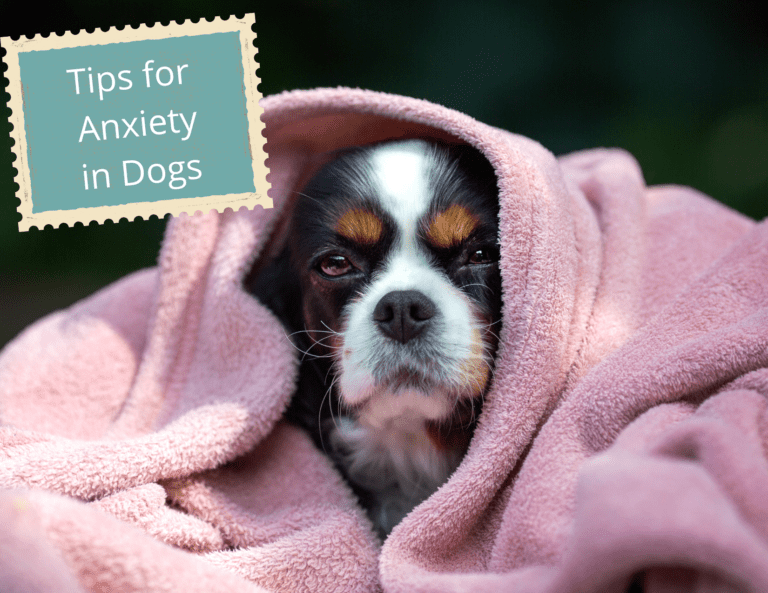 Best Tips for Anxiety in Dogs