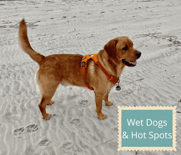 Wet Dogs and Hot Spots