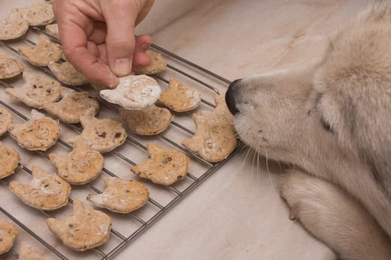How to Help Your Dog Loose Weight, Tips from a Vet