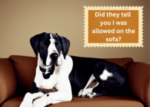 Great Dane sitting on sofa