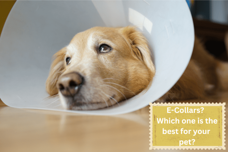 Dog with E collar