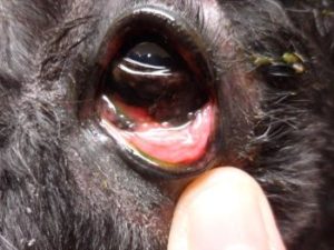 conjunctivitis dog image