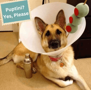 Dog E-collar