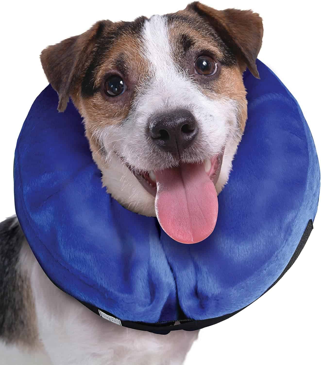 jack russell terrier wearing blue donut collar for dogs