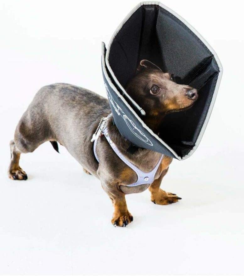 dog wearing a comfy cone black e collar