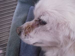 Runny eyes in a dog