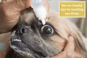 applying eye drops to dog