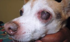 KCS in dogs