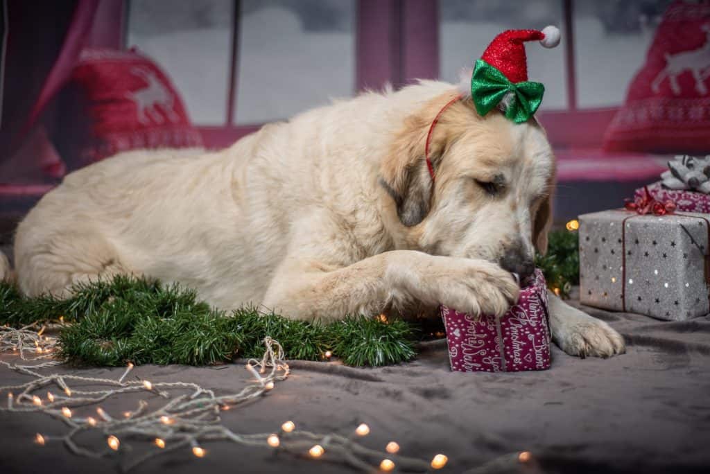 Dog with Christmas present