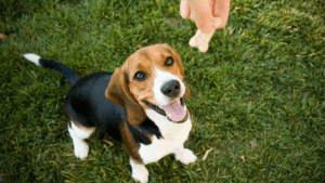 Dog Treats