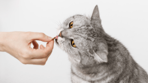Cat Treats