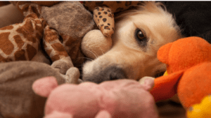 Dog Toys for Avid Chewers