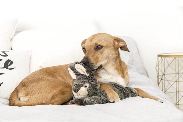 Fluff & Tuff Walter Wabbit Plush Dog Toy - Image 2