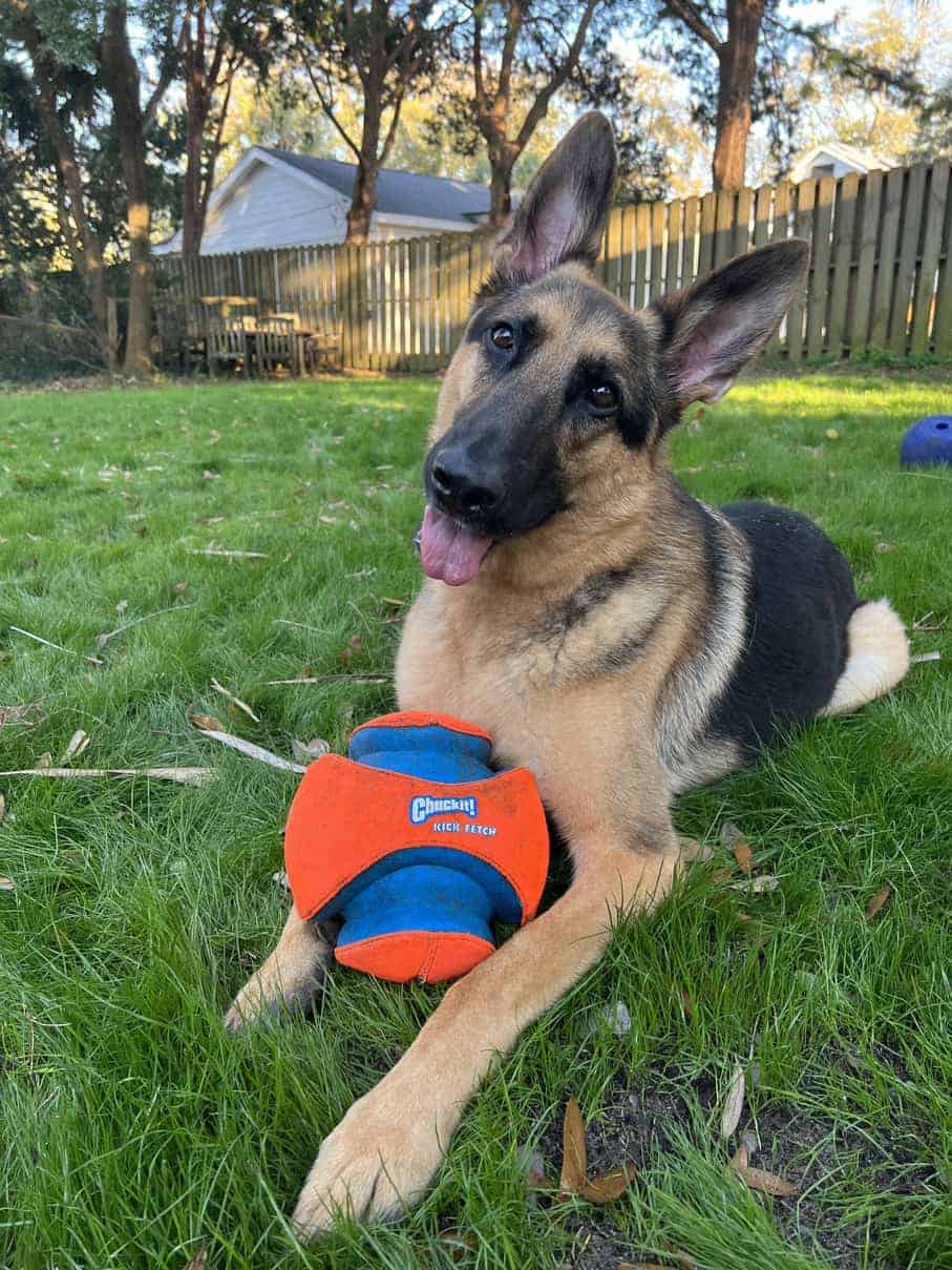Veterinarians Dog loves Chuckit! Fetch Ball for Dogs
