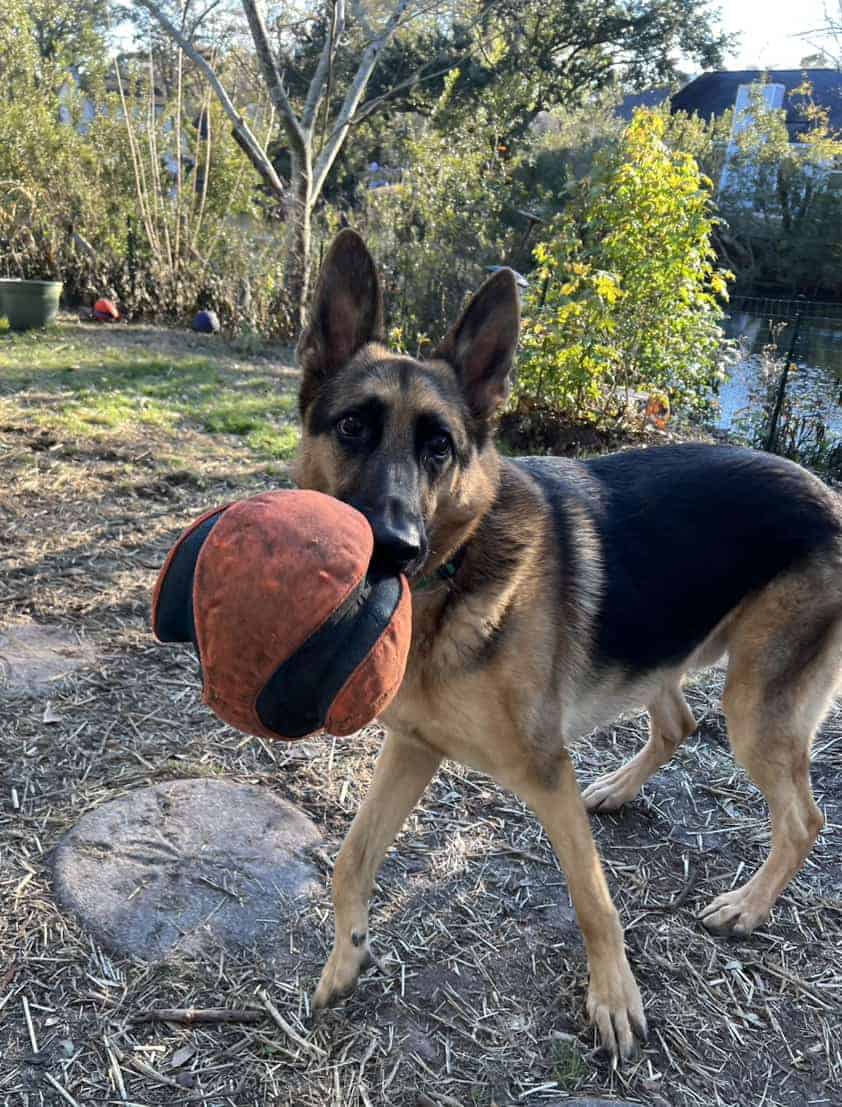 Veterinarians dog can easily carry the Veterinarians Dog loves Chuckit! Fetch Ball for Dogs