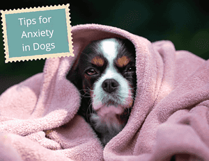 Anxious dog hiding under blanket