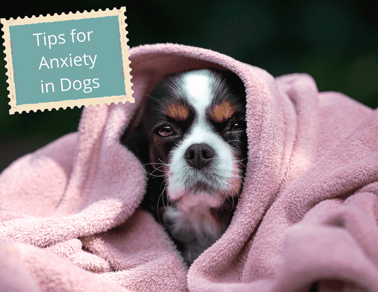 Anxious dog hiding under blanket