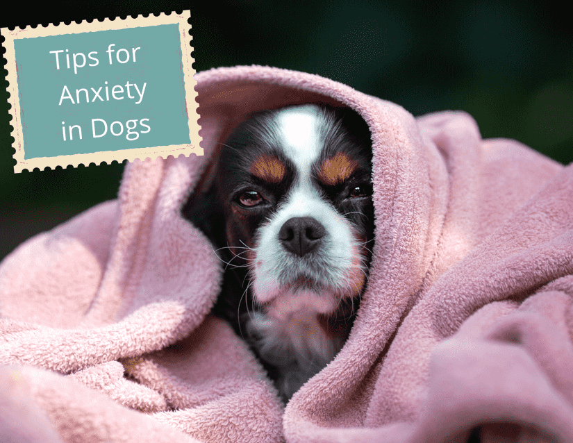 Anxious dog hiding under blanket