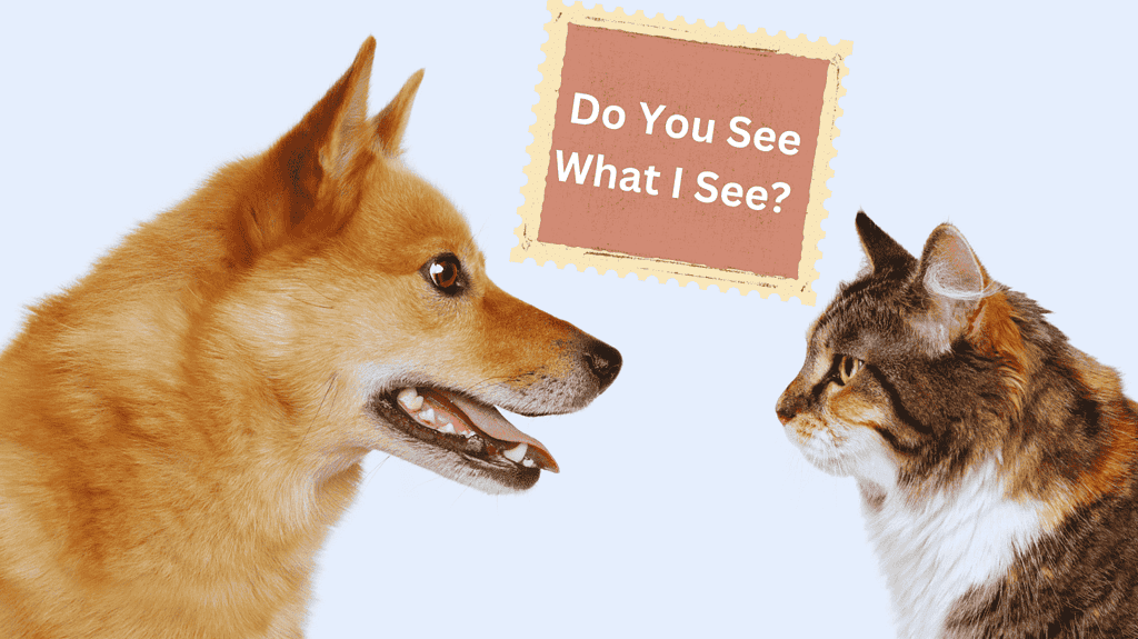 Dog and cat looking at each other