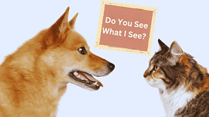 Dog and cat looking at each other