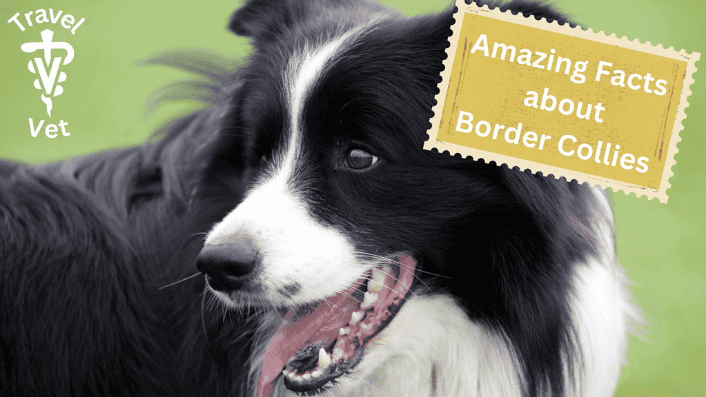 border collie panting in lawn