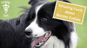 border collie panting in lawn