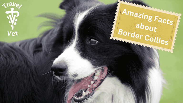 border collie panting in lawn