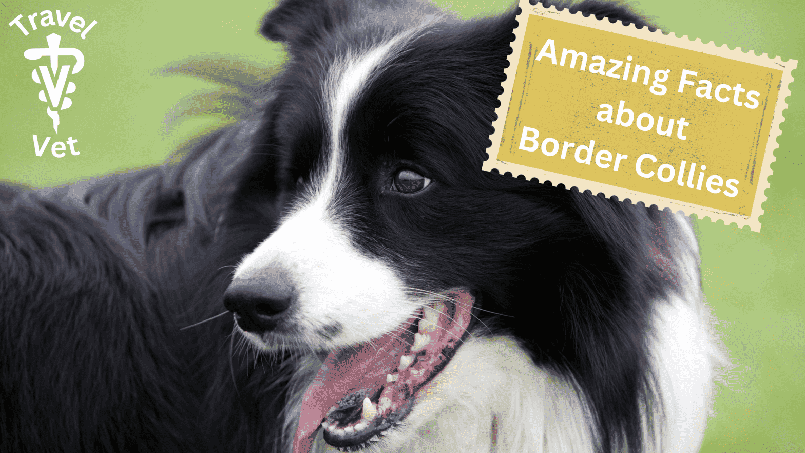 border collie panting in lawn