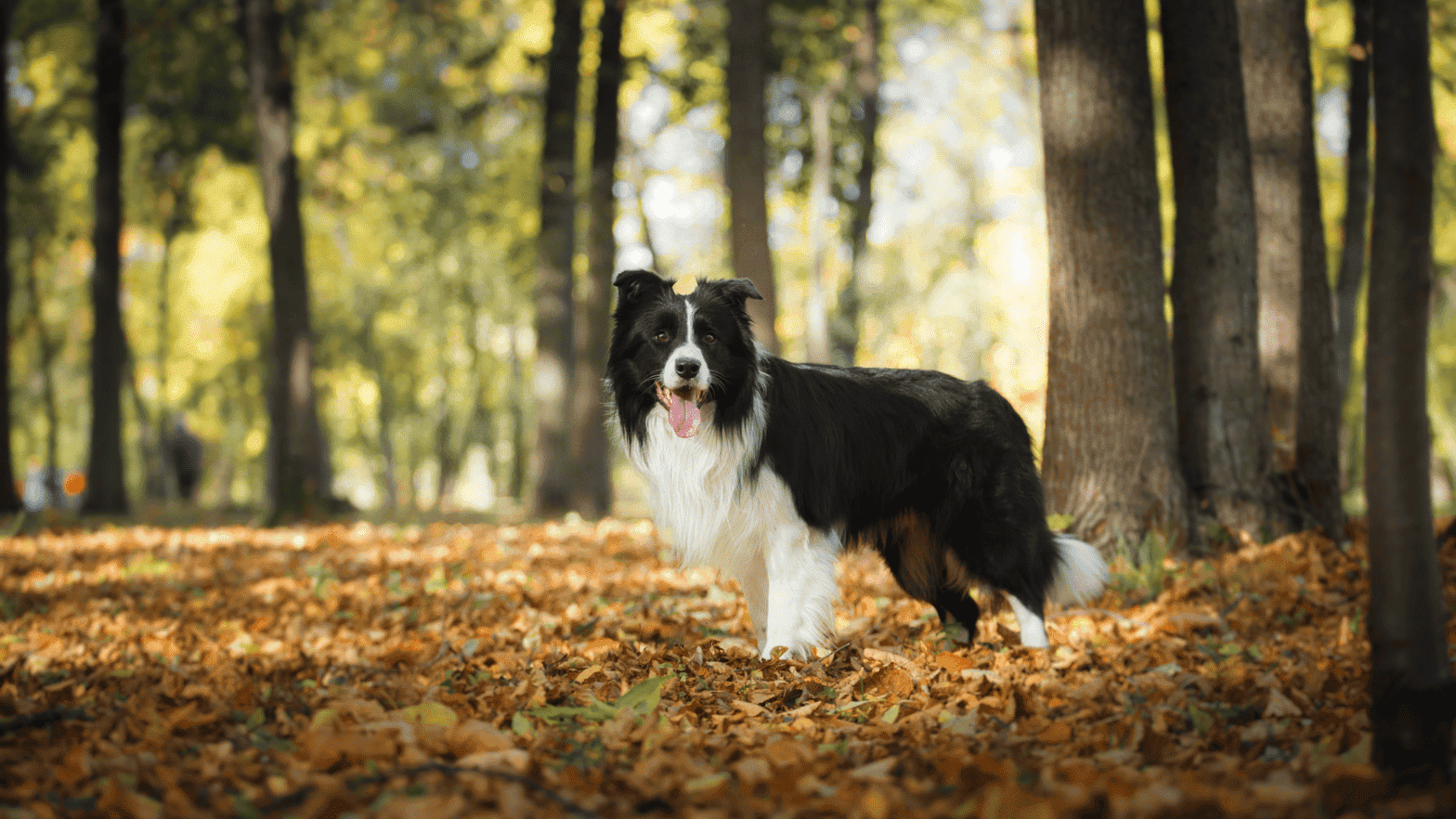 border collie standing in forest surrounded by leaves