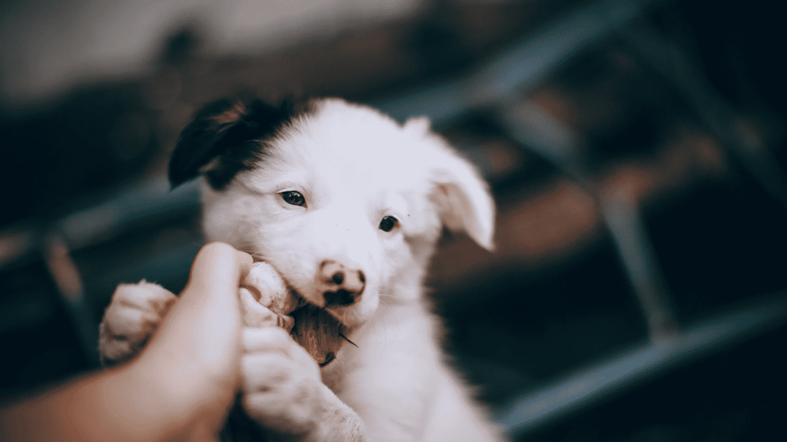 border collie puppy teething on owners finger