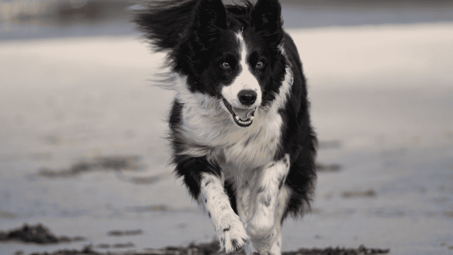 Border collie running on beach