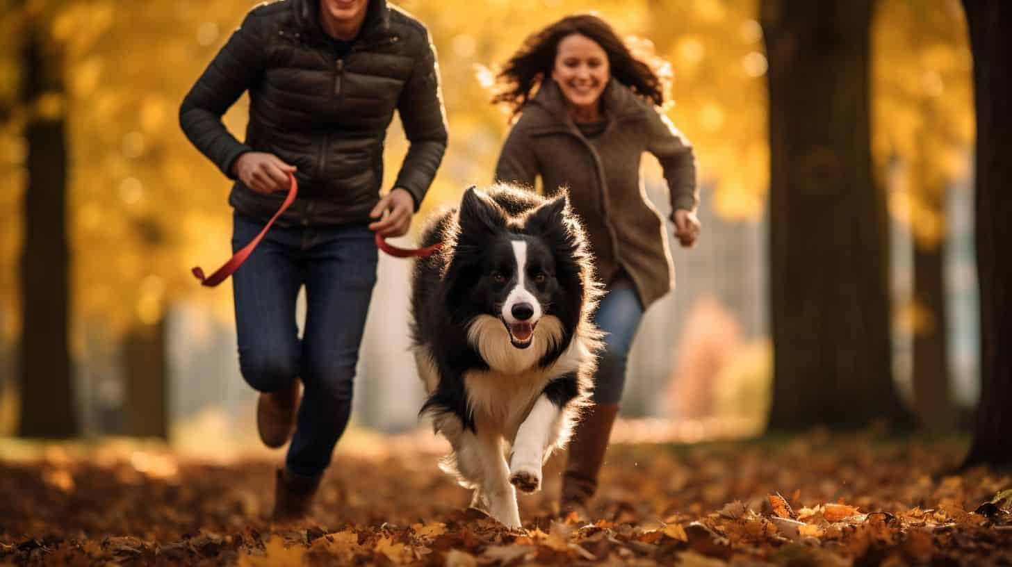 border collie running with male and female