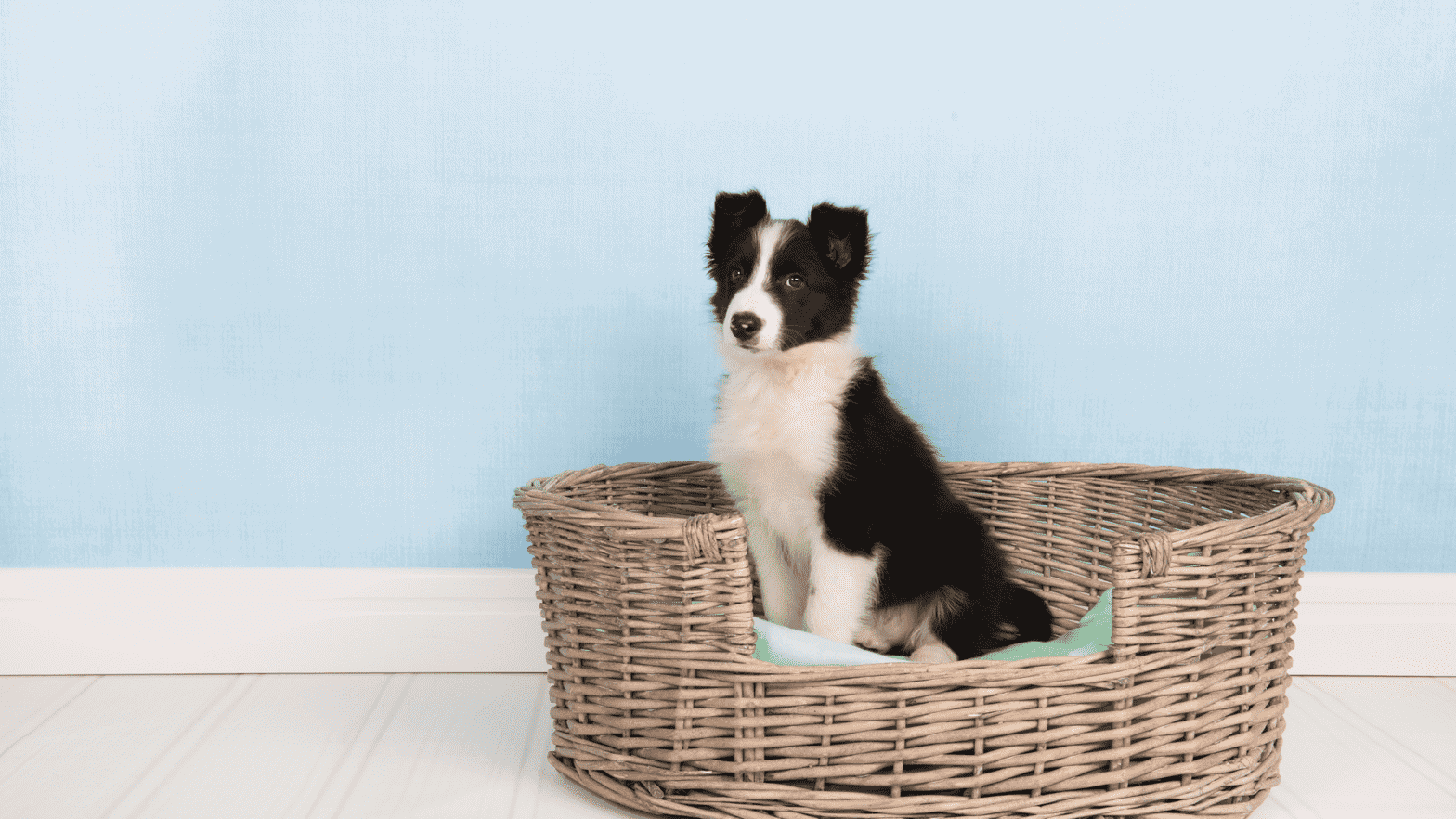 border collie sitting in a basket