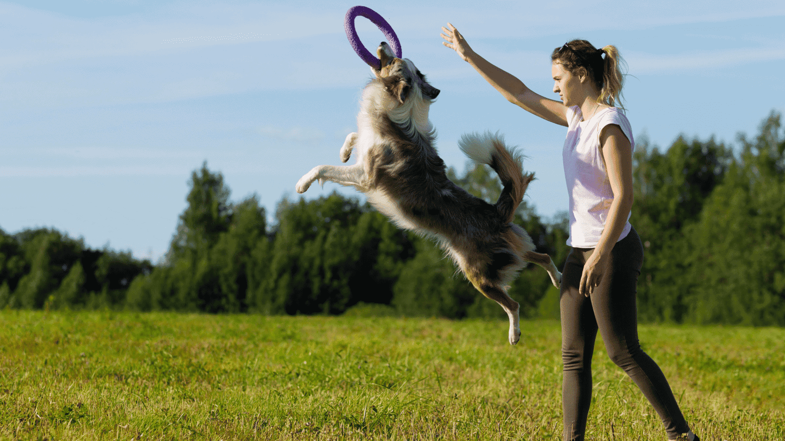 border collie jumping into air to catch frisbee