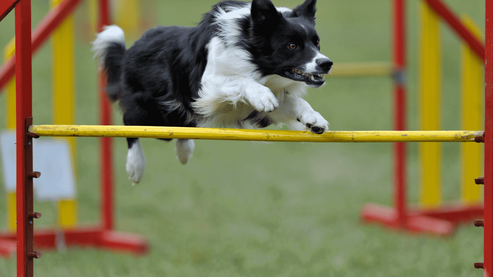 border collie jumping agility pole