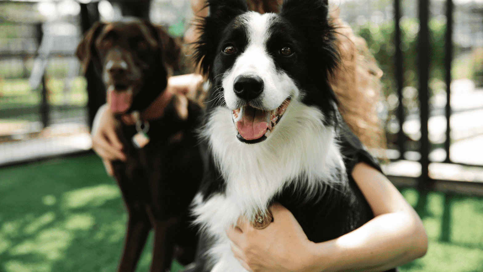 border collie snuggling with owner and labrador