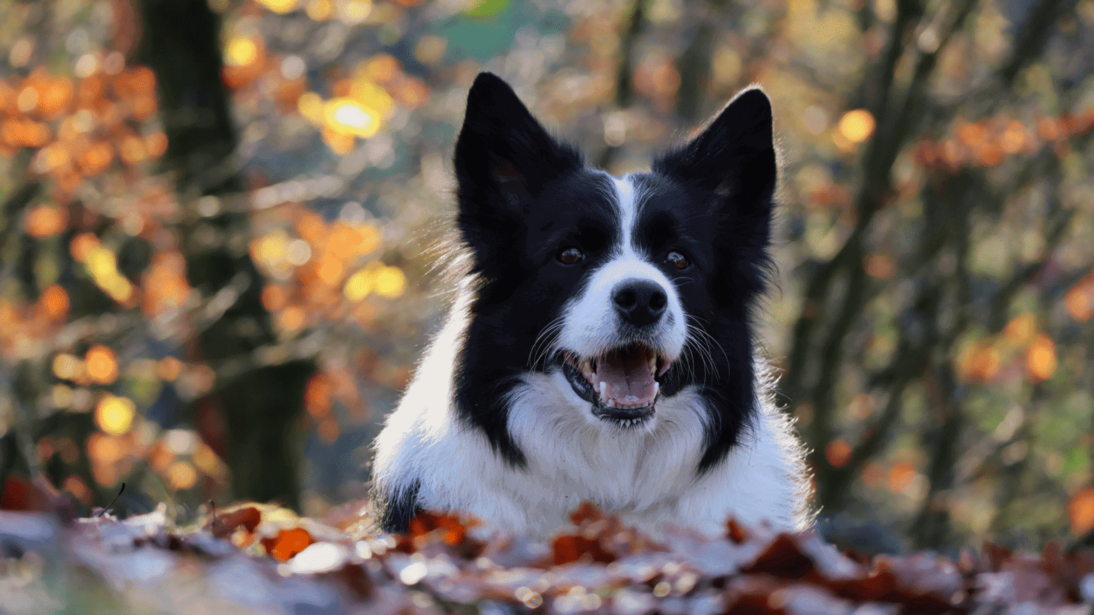 close up image of border collie face surrounded by leavves