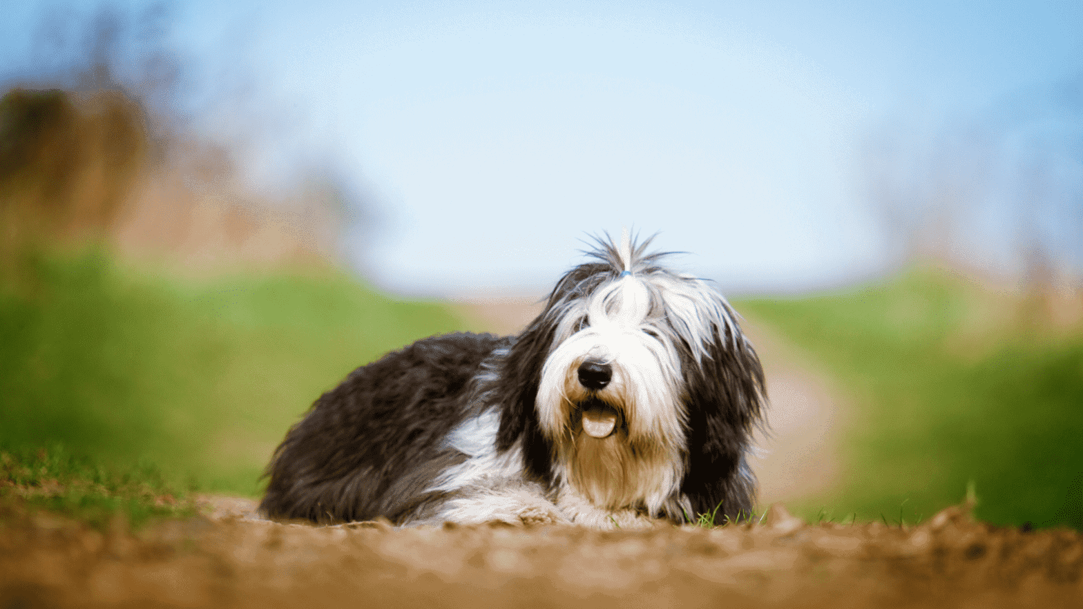 black and white sheepdog