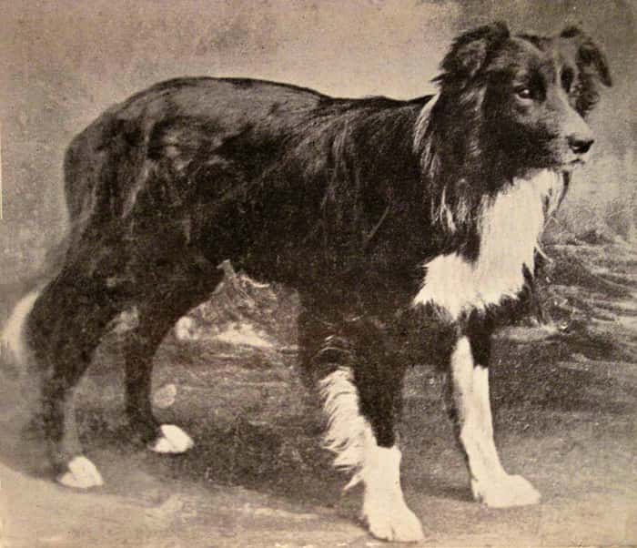 Black and white image of border collie