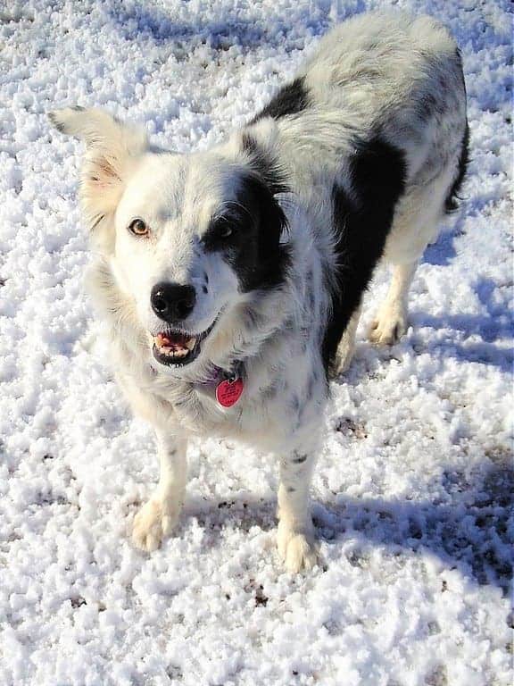 Black and white border collie in snow