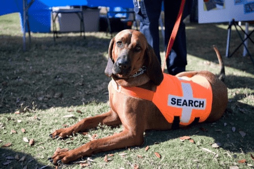 bloodhound wearing orange vest