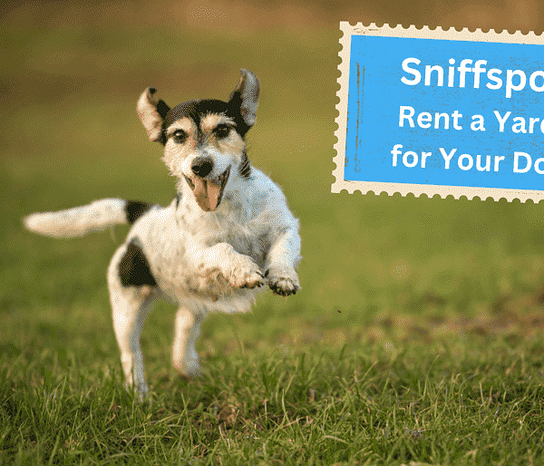 black and white dog running in rented yard