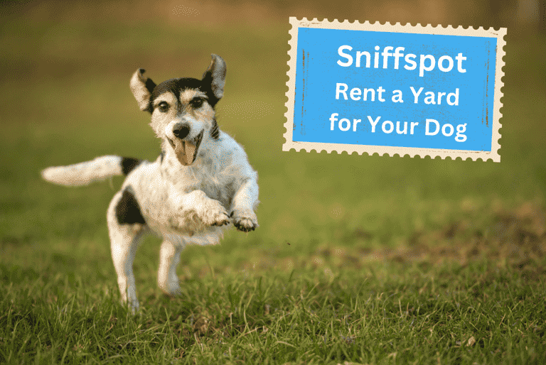 black and white dog running in rented yard