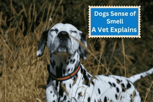 dalmation sniffing air