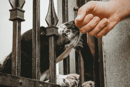 dog sniffing hand through fence