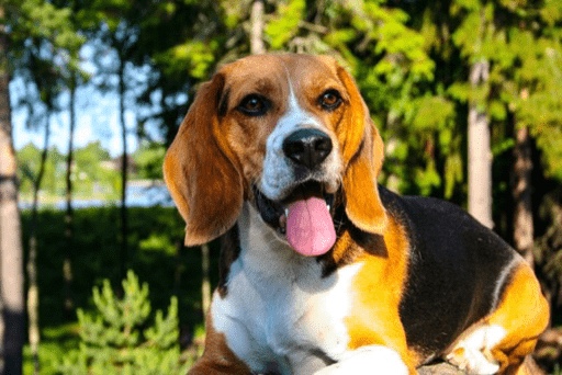 up close image beagle