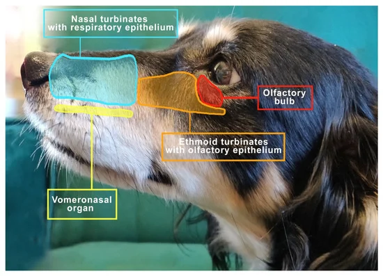 image of dogs olfactory system