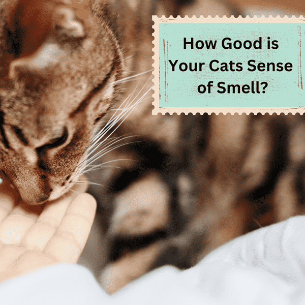 Black and brown cat smelling human hand