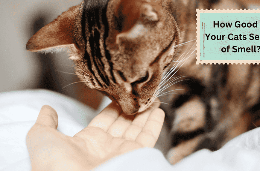 Black and brown cat smelling human hand