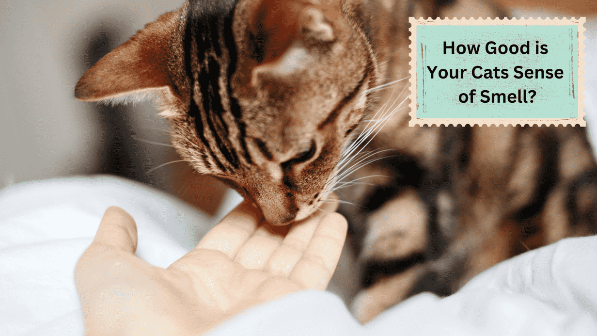 Black and brown cat smelling human hand